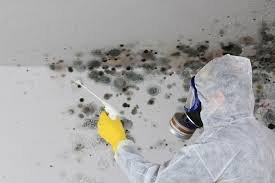 Best Mold Damage Restoration  in Carbon Hill, AL